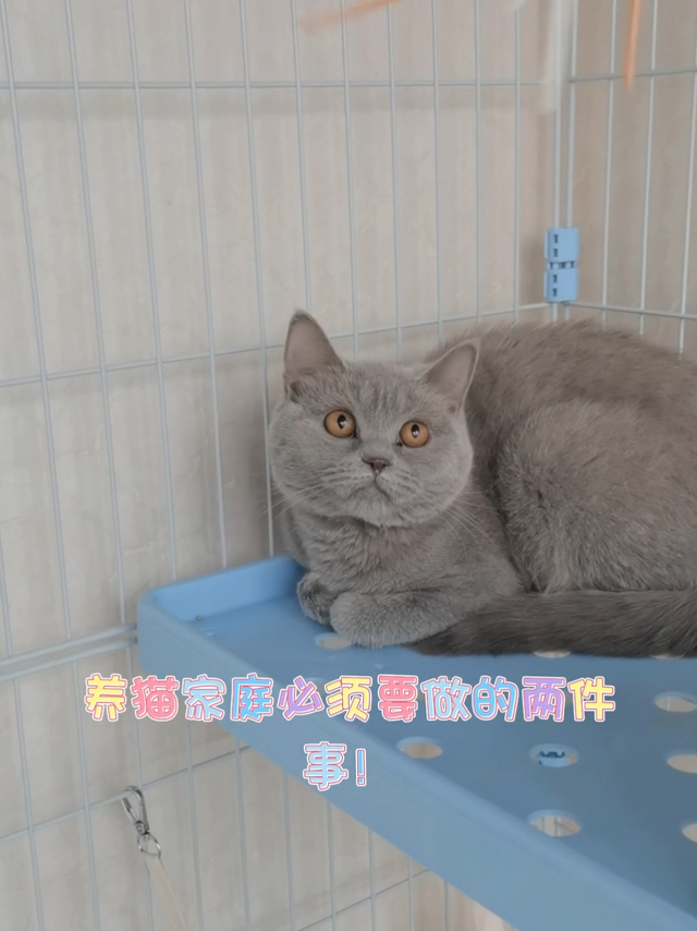 养猫家庭必做的两件事你知道吗