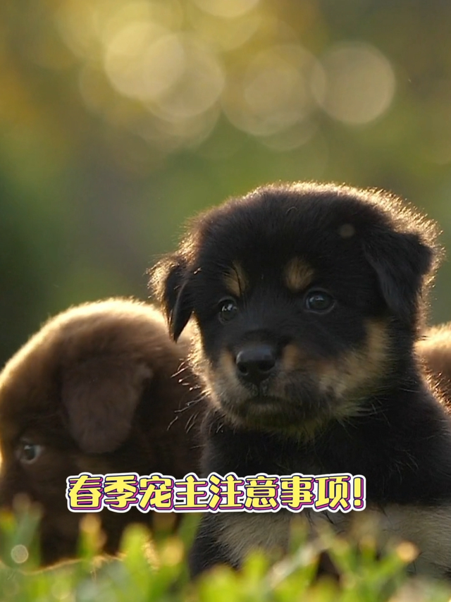 春天遛狗注意事项