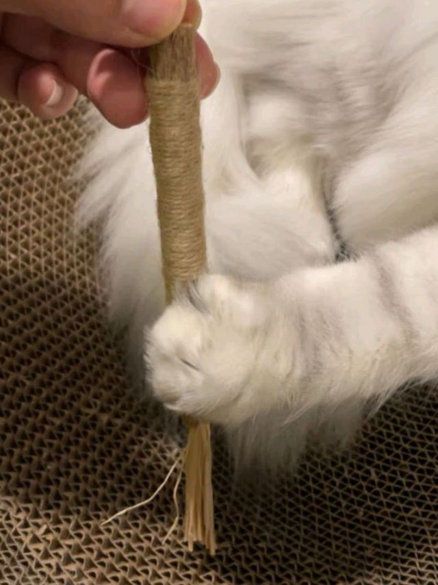 猫咪磨牙棒棒的