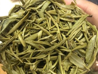 春茶新茶