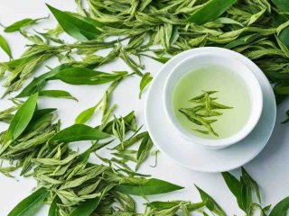 春茶新茶