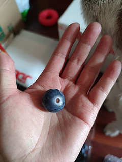 巨无霸蓝莓，超过瘾