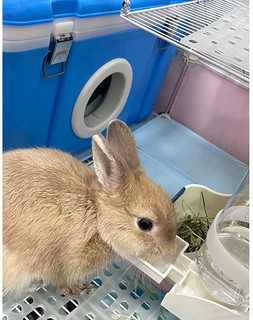 兔兔饮水器