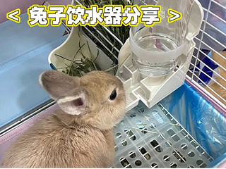 兔兔饮水器