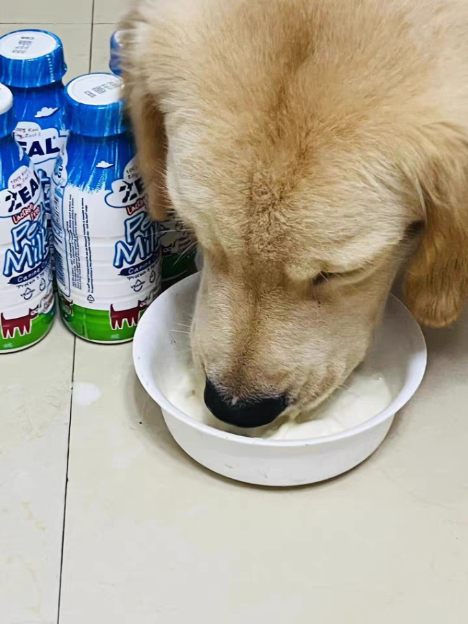 真致其他宠物零食