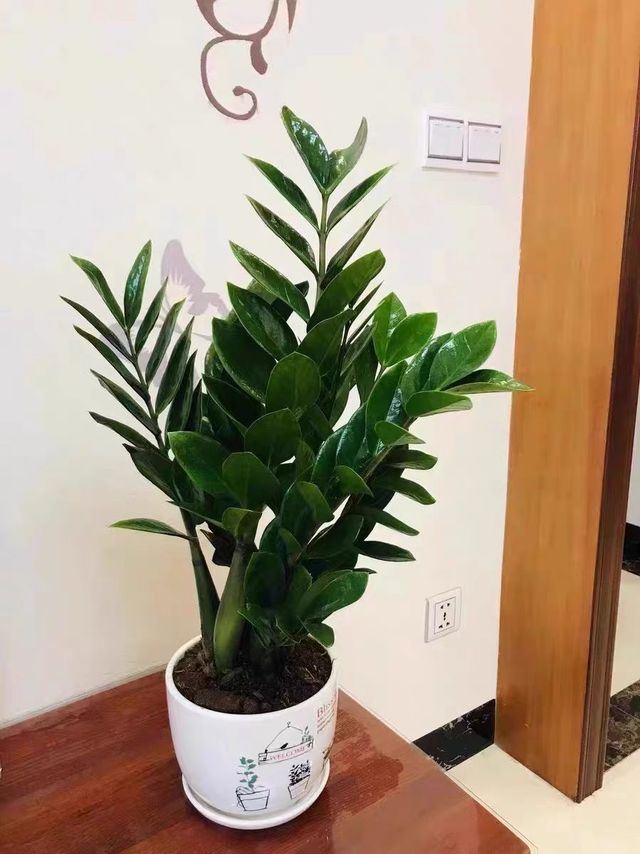 四季常青的金钱树
