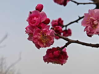 赏完玉兰，赏梅花