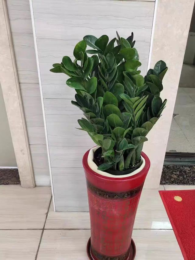 很理想的盆栽绿植