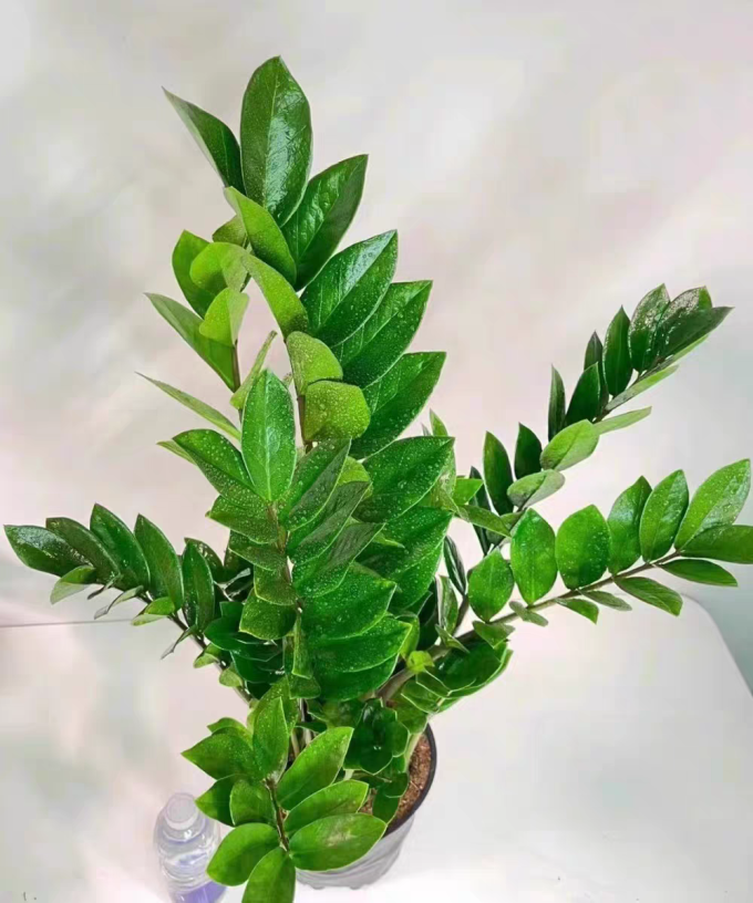 博览群树鲜花绿植
