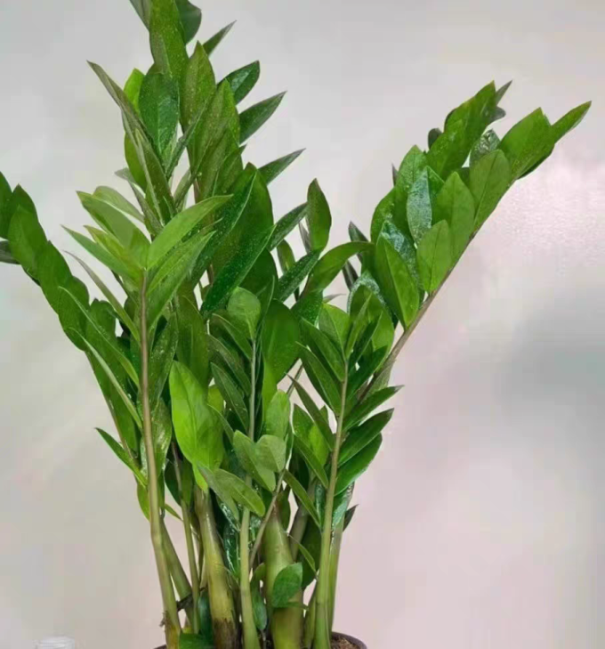博览群树鲜花绿植