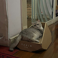 特斯拉专为猫咪设计的猫抓板