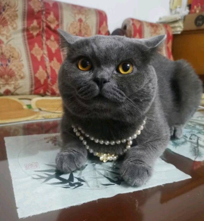 力狼猫咪零食罐/妙鲜包
