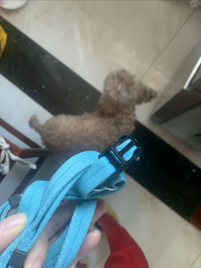 茨格曼胸背牵引/项圈