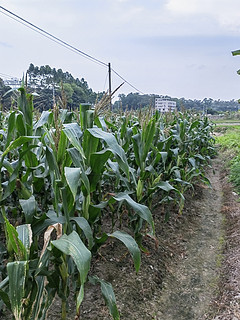 带娃田野间踏青