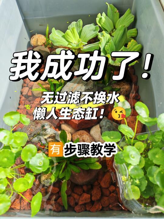 低成本！生态龟缸入门教学✅成功率高🤩