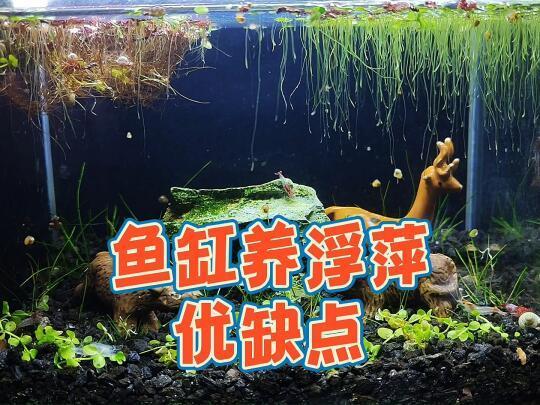浮萍能净化水质吗？鱼缸养浮萍的优缺点