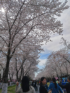 烟花三月下扬州，鉴真路上的🌸樱花开了