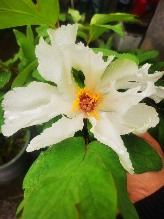 欧悟鲜花