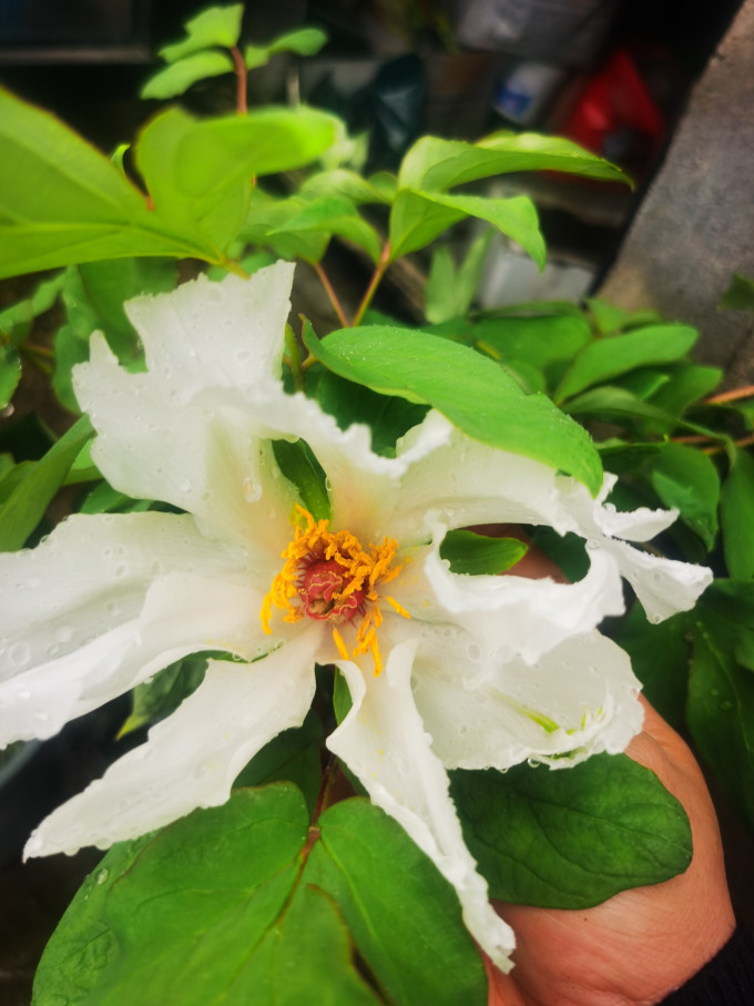 欧悟鲜花