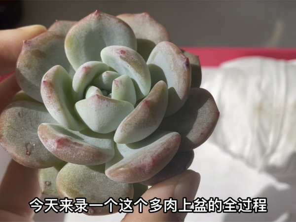 新手必看，多肉上盆过程！修根、配土、上盆、浇水，一次看明白