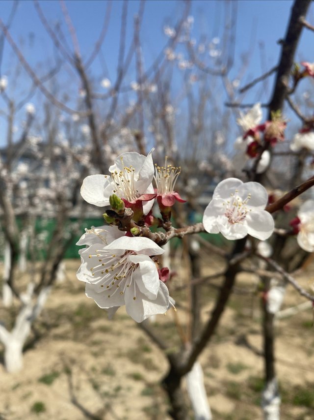杏花开了，樱花还远吗