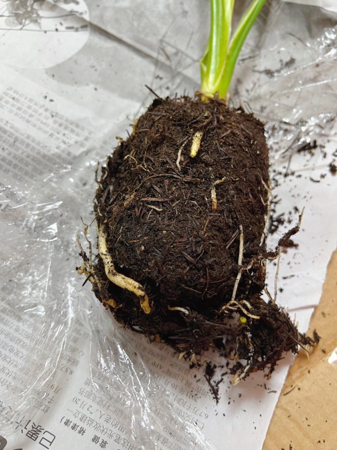 盛世泰堡鲜花绿植