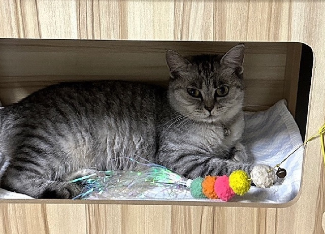 姐妹们谁懂啊你们家的猫砂臭不臭