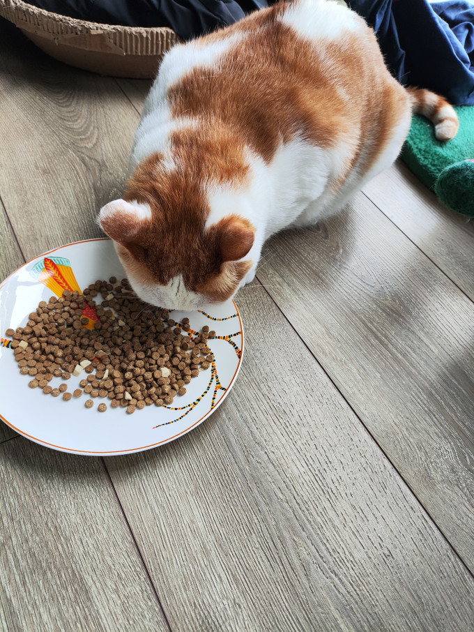 网易天成猫咪干粮