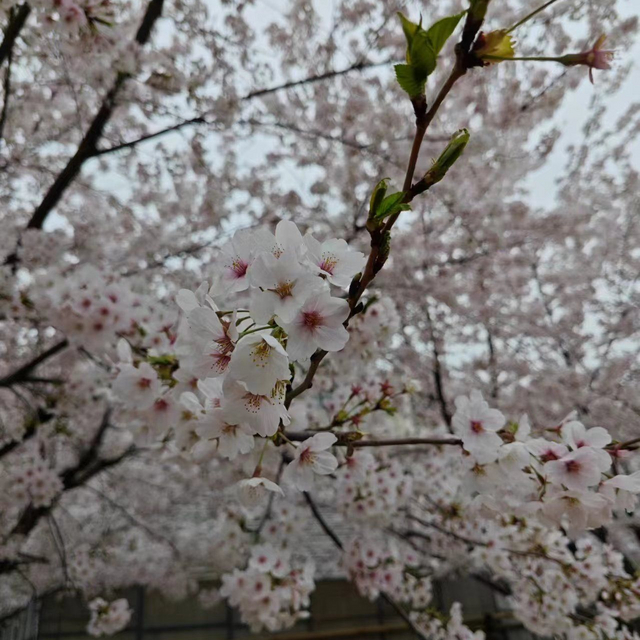 赏桃花