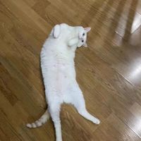伊丽莎白圈狗狗猫咪项圈脖套防舔咬圈软伊莉莎白圈宠物头套耻辱圈