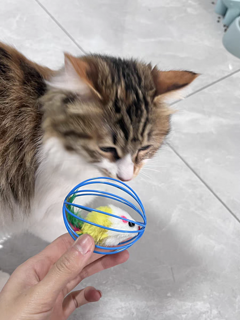 猫咪玩具球自嗨解闷逗猫棒幼猫逗猫神器猫猫小猫宠物磨牙玩具用品