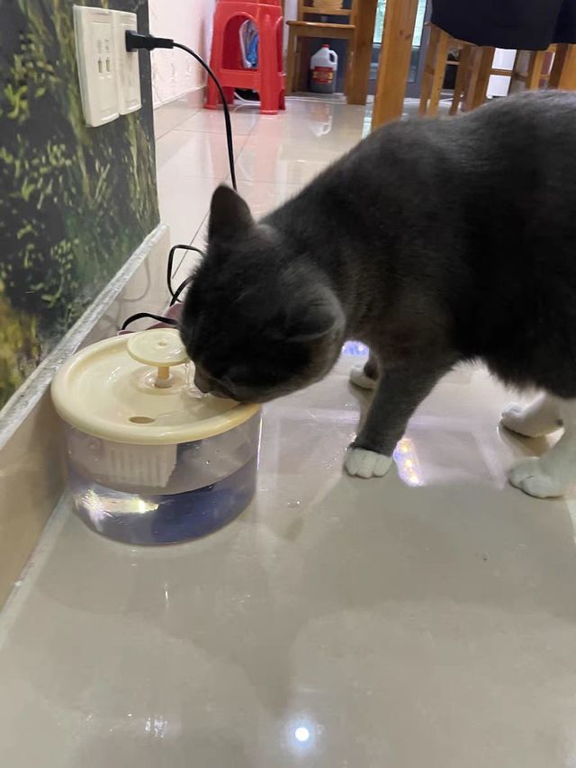 猫咪饮水机自动循环喝水器流动活水宠物饮水器猫水盆碗猫咪喂水器