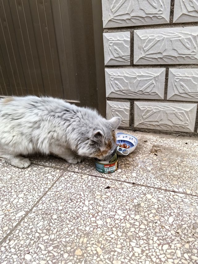 便宜的猫罐头