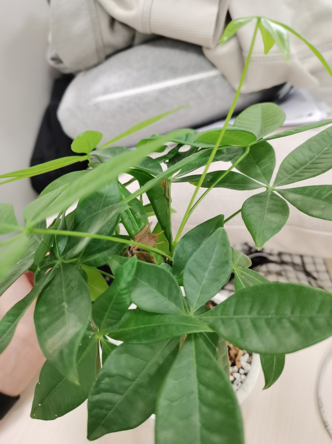 苏墨的墨鲜花绿植