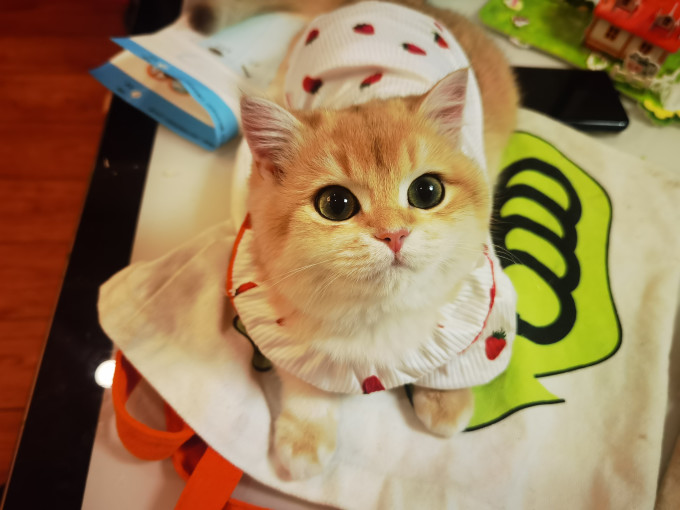 华元宠具猫咪服饰