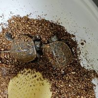 破壳而出，各种躲猫猫的小乌龟