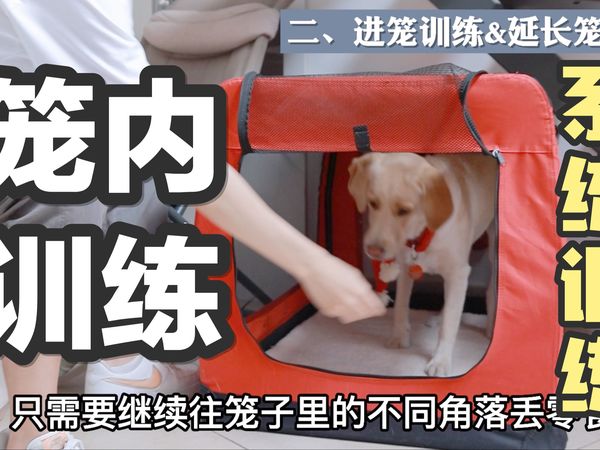 4分钟【笼内训练】！！给小狗一个移动的家！⚡️狗狗训练