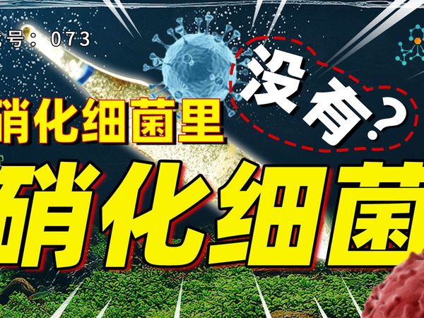 硝化细菌在水族圈的传奇地位，即将消失