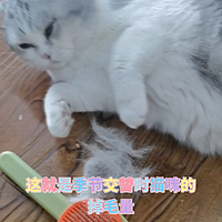 猫咪掉毛最应该买的竟然是……