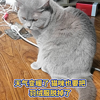 换季掉毛铲屎官养猫必须要重视的事情