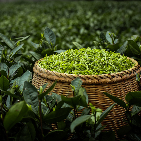 一文读懂春茶，上市选购不被割韭菜