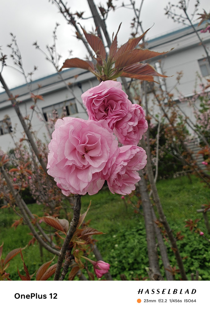 一加手机
