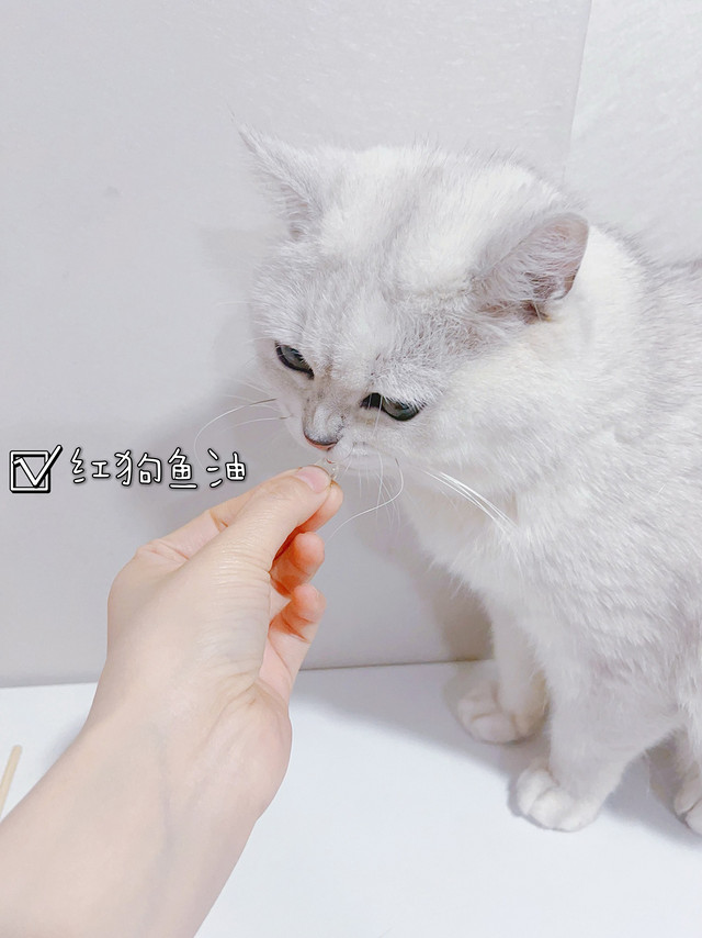 蒲公英猫猫必备的美毛鱼油～