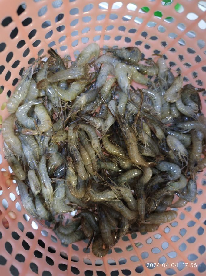 森森水族