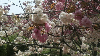 假期踏青赏花去，记得带点好吃的