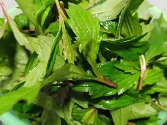 半亩庄园蔬菜