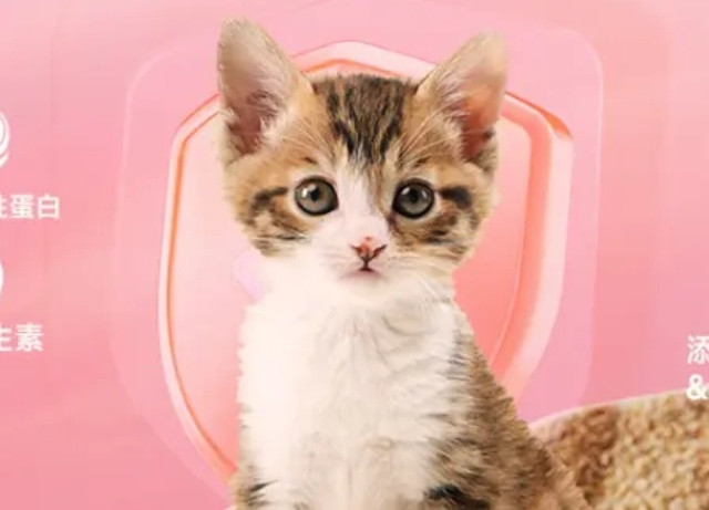 养猫小白必备！幼猫猫粮这样选才靠谱