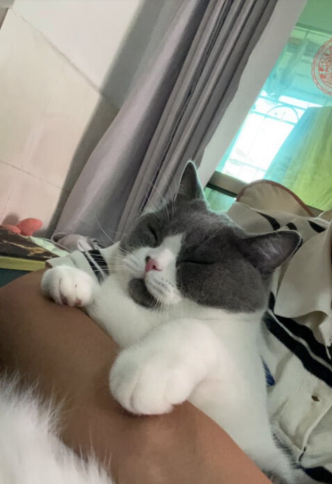 卫仕猫咪干粮