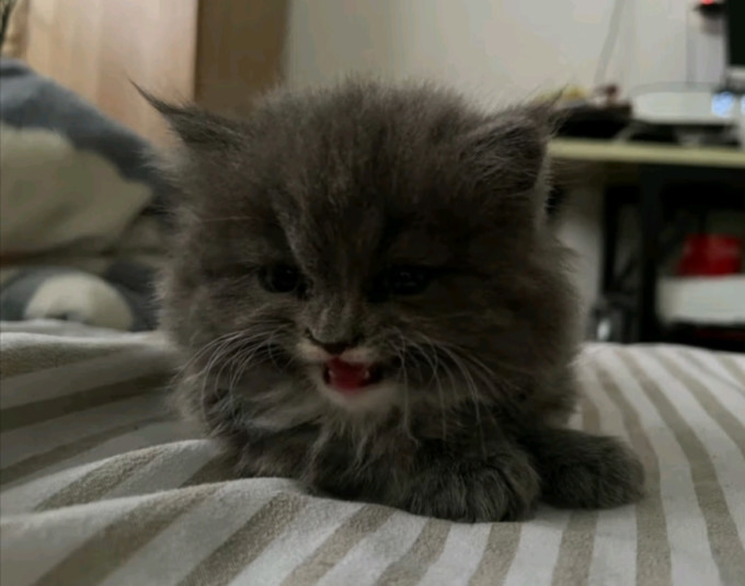 宠物箱包
