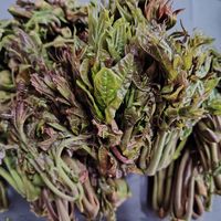 鲜嫩可口的香椿芽，春季必备的美食